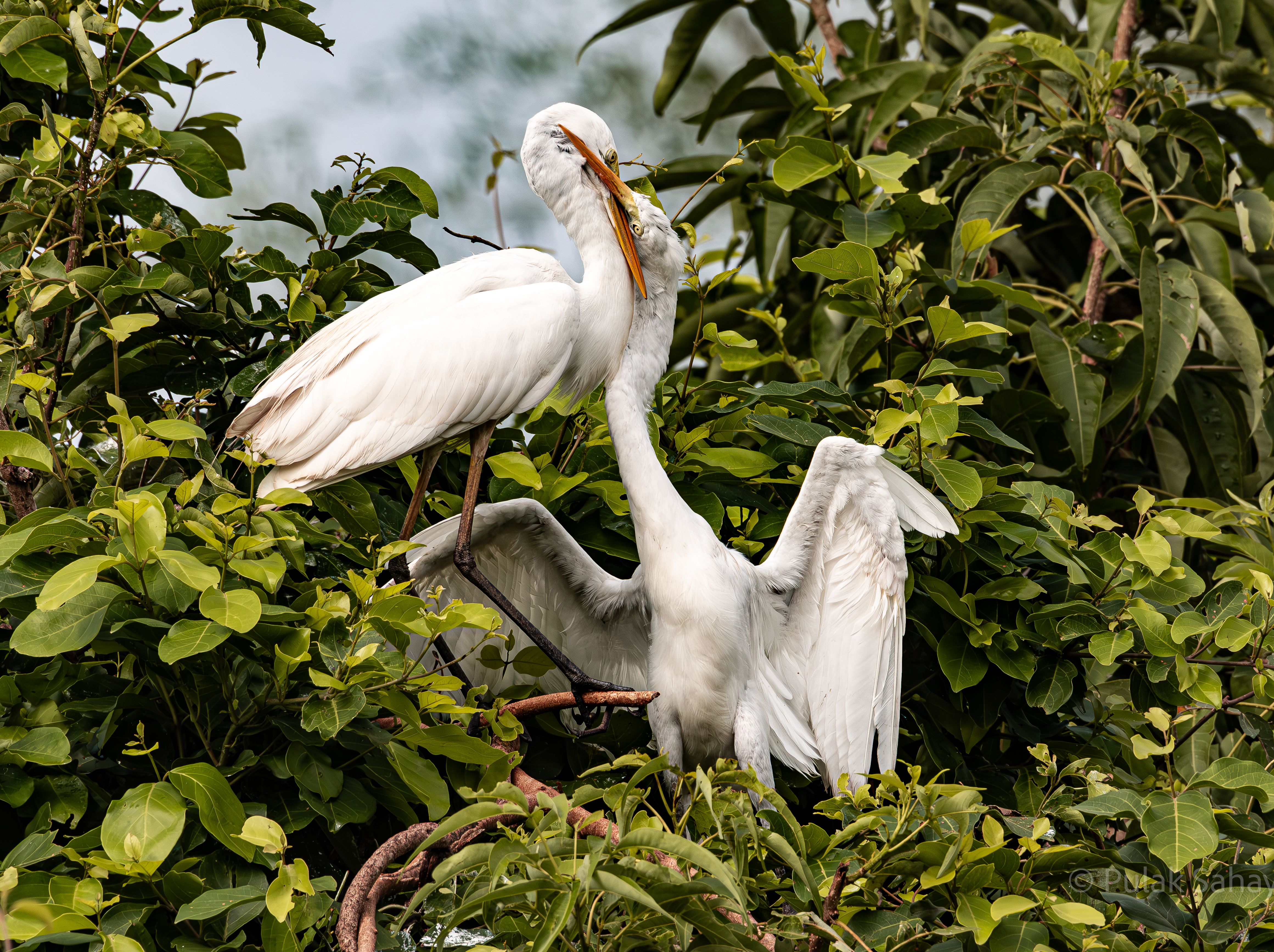 Egrets crossing beaks on tree top